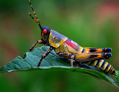 insekten porn|best Insects porn videos page 1 at z00.rocks